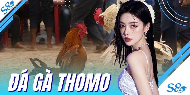Đá Gà Thomo - Trải Nghiệm Trường Chọi Kê Kịch Tính