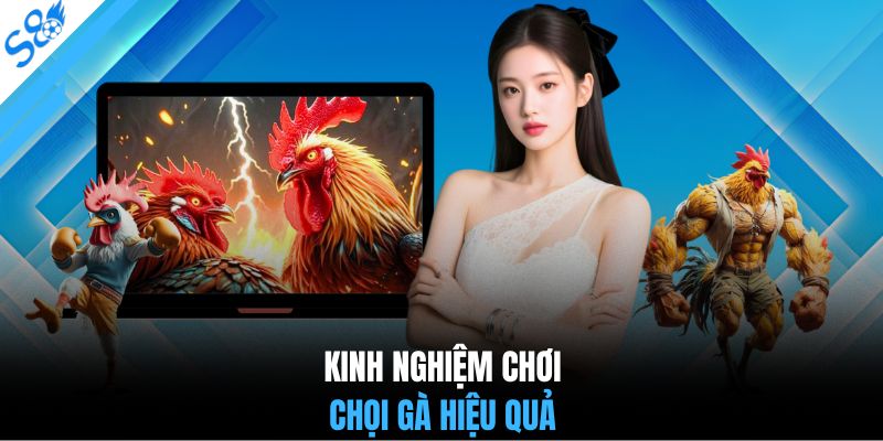 Kinh nghiệm chơi chọi gà hiệu quả