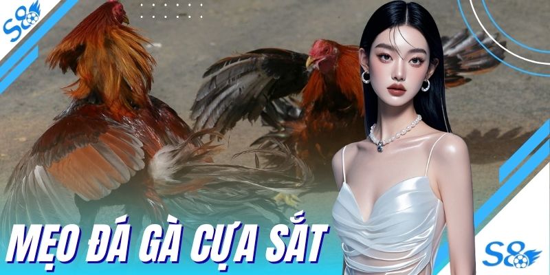 Mẹo Đá Gà Cựa Sắt - 4 Chiến Thuật Giúp Hạ Gục Đối Thủ