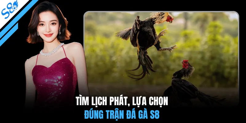 Các bước kiểm tra dữ liệu trước và sau trận đá gà S8