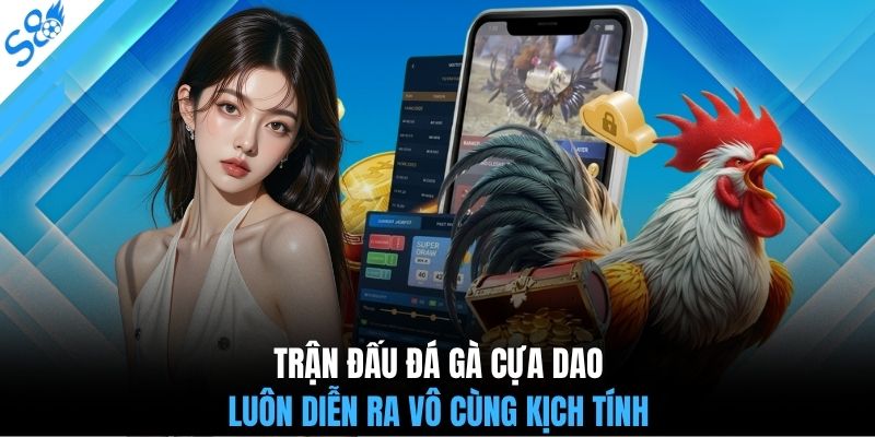 Trận đấu đá gà cựa dao luôn diễn ra vô cùng kịch tính
